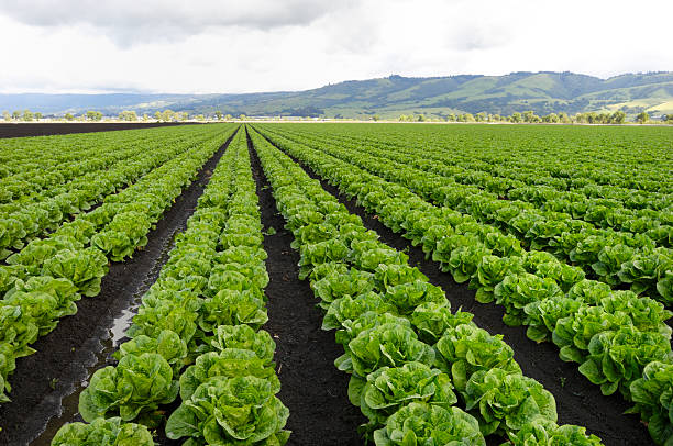 Rows of Romaine Lettuce Under Cloudy Sky Growing on Farm stock photo