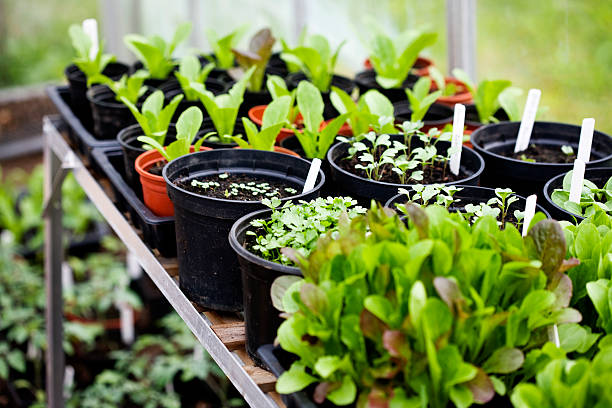 Rows of seedlings  greenhouse table stock pictures, royalty-free photos & images