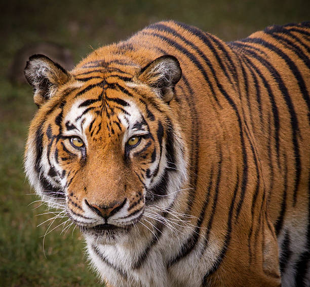 Royal bengal Tiger stock photo
