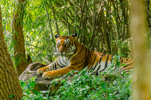 Royal Bengal tiger (Panthera tigris tigris) Portrait of Royal Bengal tiger (Panthera tigris tigris) bengal tiger stock pictures, royalty-free photos & images