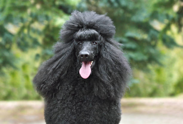 Royal black poodle Portrait of beautiful royal black poodle sitting on a green backgraund poodle stock pictures, royalty-free photos & images