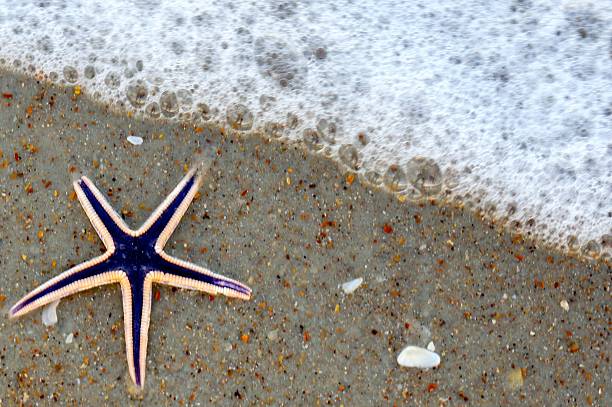 Royal or Beaded Sea Star or Purple Starfish Vilano Beach stock photo