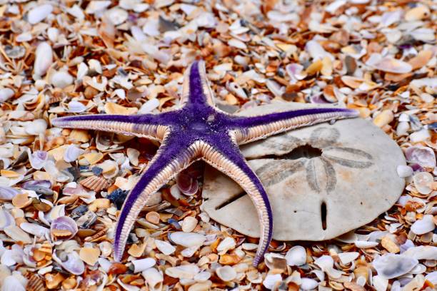 A Royal Starfish on a Sand Dollar stock photo