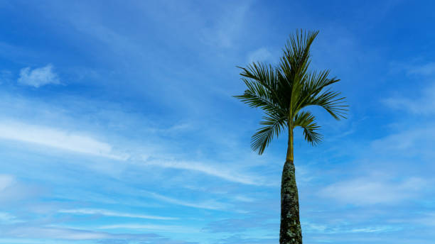 roystonea regia aka king palm - selección francia 個照片及圖片檔
