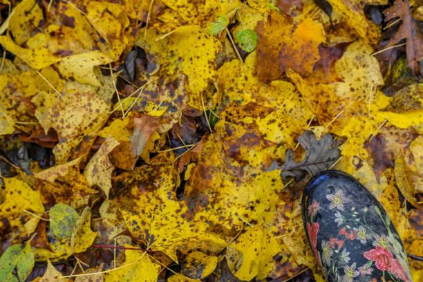 Rubber boot in the fall stock photo