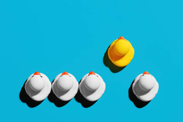 Rubber duck with competitive advantage stands out from the crowd. Successful business startup or career advancement stock photo