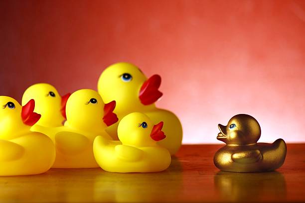 Rubber duckies and golden rubber duckling stock photo