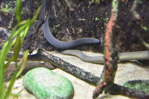 rubber eels 