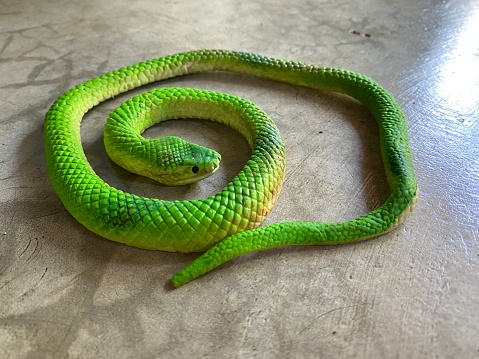 A rubber snake put on cement floor background.