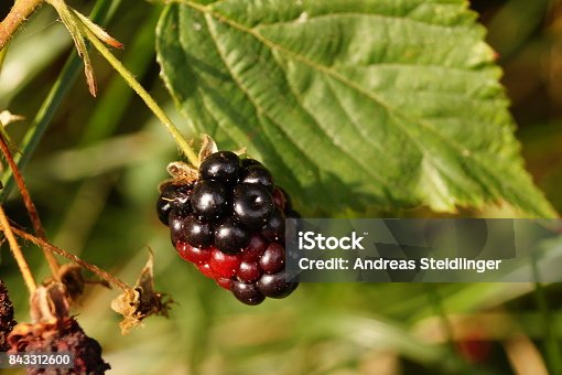 istock Rubus sectio rubus - wild blackberries 843312600