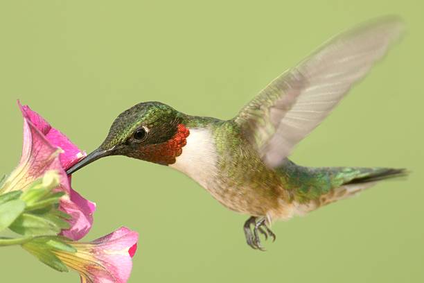 Ruby-throated Hummingbird At A Flower stock photo