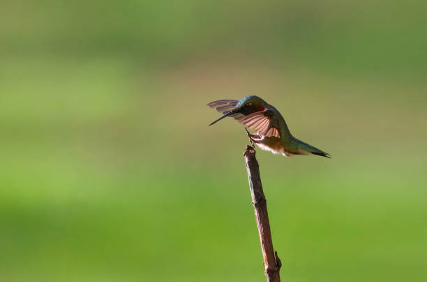 Ruby-Throated Humngbird Landing stock photo