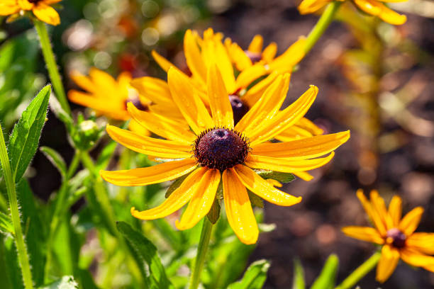 Rudbeckia is one of the most famous garden plants. stock photo