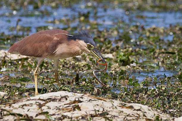 Rufous Night-Heron Rufous Night-Heron (Nycticorax caledonicus pelewensis) adult with an eel it has just caught in a lagoon at low tide off the coast of Palau. babeldaob island stock pictures, royalty-free photos & images
