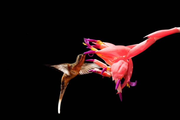 Rufous-breasted Hermit (Glaucis hirsutus) drinking the nectar of the bromeliad Billbergia pyramidalis in rapid flight synchronized with the flower. stock photo