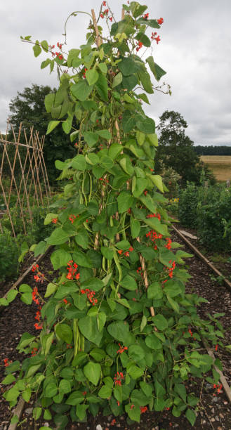Runner Beans Growing in a Vegetable Garden stock photo