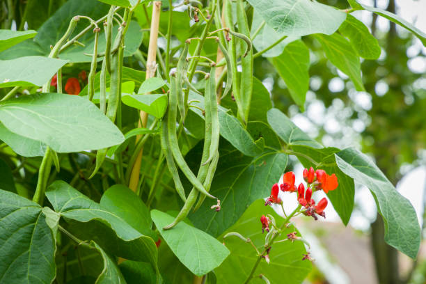 Runner beans growing on a plant in a UK vegetable garden Runner beans Phaseolus Coccineus growing on a plant in a vegetable plot, UK garden runner bean stock pictures, royalty-free photos & images
