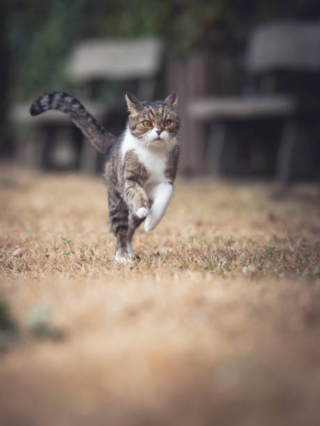 rinnande katt - energetic jumping bokeh bildbanksfoton och bilder