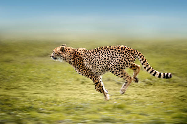 running cheetah stock photo
