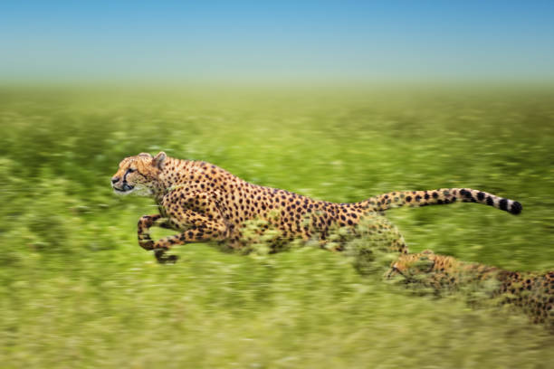 running cheetahs stock photo