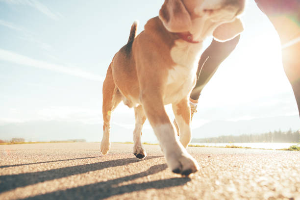 Running dog paws and man legs close up image Running dog paws and man legs close up image early morning dog walk stock pictures, royalty-free photos & images