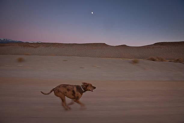 Running Dog stock photo