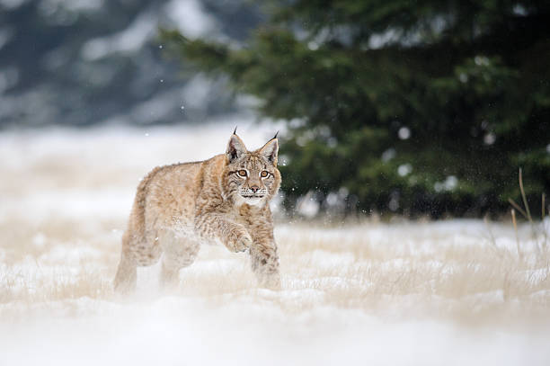 Running eurasian lynx cub on snowy ground in cold winter Running eurasian lynx cub on snowy ground with green tree on background. Cold winter season. Freezy weather. lynx stock pictures, royalty-free photos & images