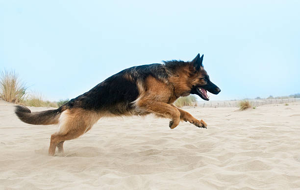 running german shepherd running german shepherd in the sand of the beach guard dog stock pictures, royalty-free photos & images