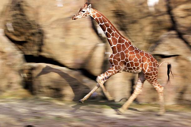 running giraffe stock photo