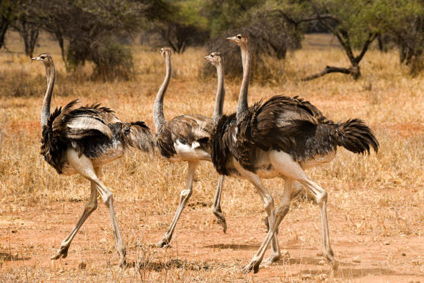 Running ostriches in Tarangire National Park, Tanzania stock photo