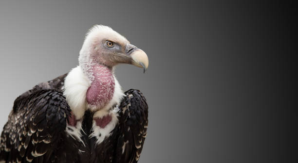 A Ruppell's Griffon Vulture (Gyps rueppellii A Ruppell's Griffon Vulture (Gyps rueppellii), portrait, close-up, isolated on gray background. scavenging stock pictures, royalty-free photos & images