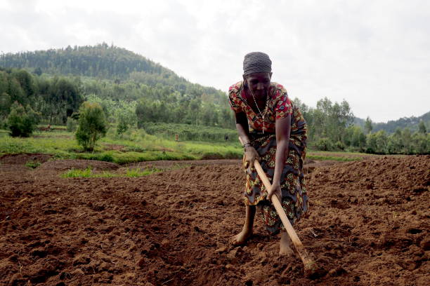 Rural african woman working in her fields, harvesting stock photo