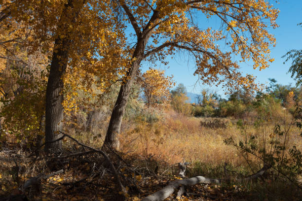 Rural Autumn Background stock photo