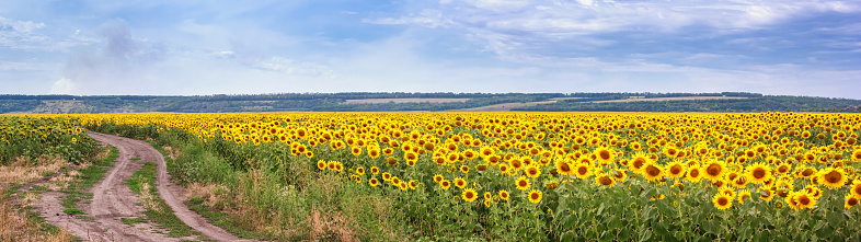 Rural landscape, huge panorama, banner - blooming sunflower field with dirt road against the background of a hills