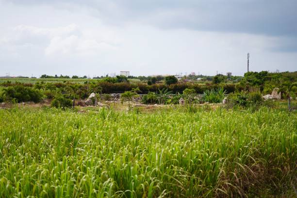 Rural landscape of Miyakojima stock photo