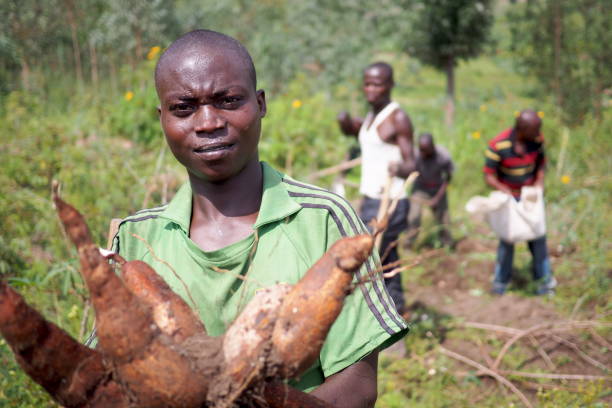 Rural man working in his fields in small African village, collecting cassava. stock photo