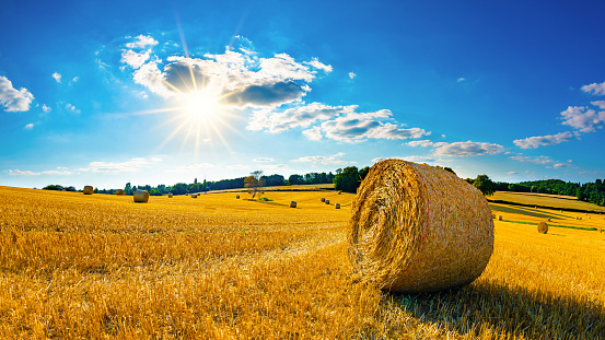 Landscape in summer with hay bales on a field and blue sky with bright sun in the background