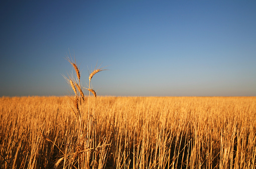 wheat at sunrise