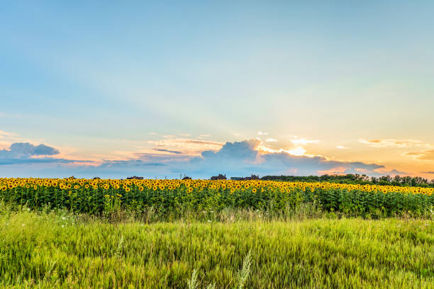 鄉村日落景觀。烏雲與陽光在盛開的向日葵領域。貝爾戈羅德地區，俄羅斯。 - belgorod 個照片及圖片檔