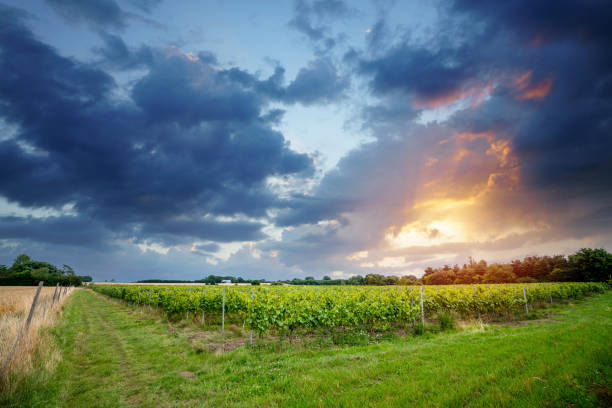 Rural wineyard in the sunset stock photo