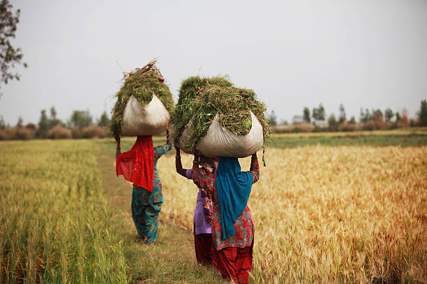 Rural women carrying silage for domestic animal Haryana, India – March 16, 2016 :  Rural women carrying animal fodder silage for domestic animals.   haryana stock pictures, royalty-free photos & images