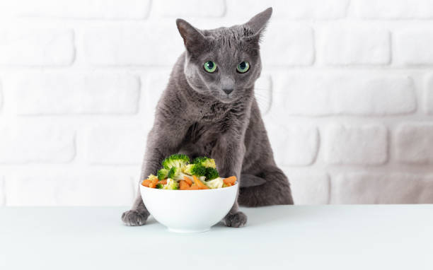 Russian blue cat eats broccoli. Vegetarian cat, diet. stock photo