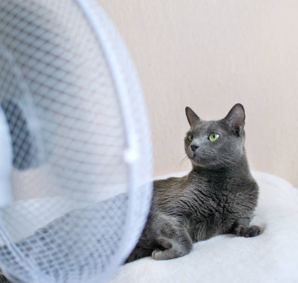 Russian blue cat is lying on the bed in front of ventilator stock photo