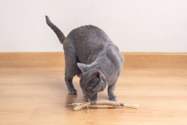 Russian Blue Cat is playing with toy made odf Matatabi tree stock photo