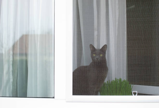 Russian blue cat is sitting on the window sill behind mosquito net. Pet safety concept. stock photo