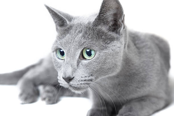 Russian blue cat stock photo
