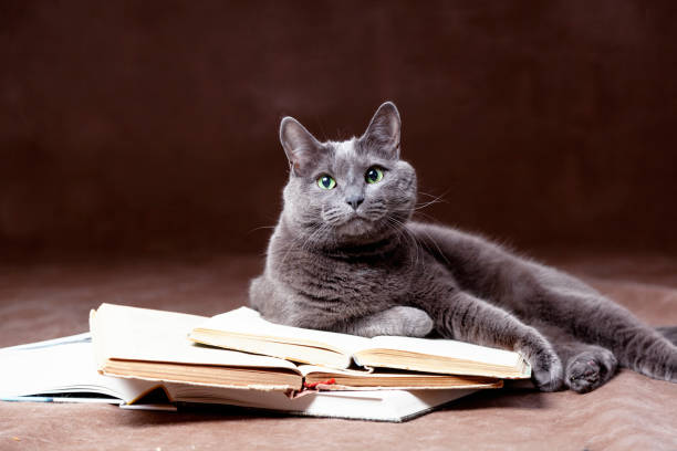 russian blue cat - book cat imagens e fotografias de stock
