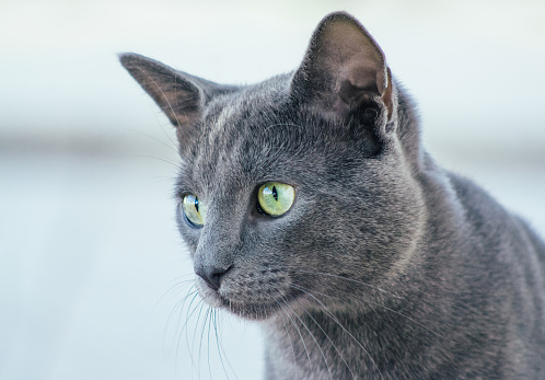 Russian Blue Cat Stock Photo - Download Image Now - iStock