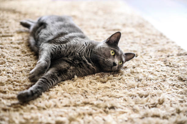 Russian Blue cat relaxing on rug stock photo
