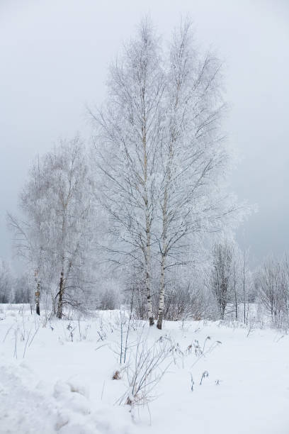 Russian snow-covered birches against a cloudy sky. stock photo